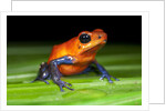 Strawberry Poison Dart Frog in Costa Rica by Anonymous