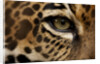 Captive Jaguar at Las Pumas Rescue Shelter by Anonymous