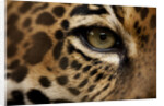 Captive Jaguar at Las Pumas Rescue Shelter by Anonymous