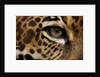 Captive Jaguar at Las Pumas Rescue Shelter by Anonymous