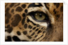 Captive Jaguar at Las Pumas Rescue Shelter by Anonymous