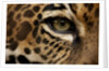 Captive Jaguar at Las Pumas Rescue Shelter by Anonymous
