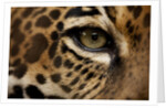 Captive Jaguar at Las Pumas Rescue Shelter by Anonymous