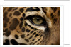 Captive Jaguar at Las Pumas Rescue Shelter by Anonymous