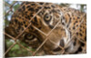 Jaguar in Costa Rica by Anonymous