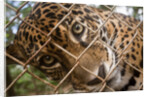 Jaguar in Costa Rica by Anonymous