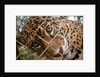 Jaguar in Costa Rica by Anonymous