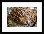 Jaguar in Costa Rica by Anonymous