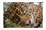 Jaguar in Costa Rica by Anonymous