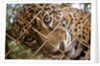 Jaguar in Costa Rica by Anonymous