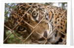 Jaguar in Costa Rica by Anonymous