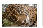 Jaguar in Costa Rica by Anonymous