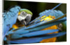 Blue-and-gold Macaws at Zoo Ave Park by Anonymous