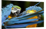 Blue-and-gold Macaws at Zoo Ave Park by Anonymous