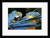 Blue-and-gold Macaws at Zoo Ave Park by Anonymous
