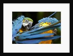 Blue-and-gold Macaws at Zoo Ave Park by Anonymous