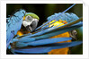Blue-and-gold Macaws at Zoo Ave Park by Anonymous
