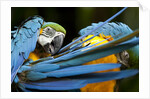 Blue-and-gold Macaws at Zoo Ave Park by Anonymous