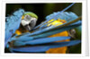 Blue-and-gold Macaws at Zoo Ave Park by Anonymous