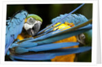 Blue-and-gold Macaws at Zoo Ave Park by Anonymous