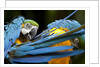 Blue-and-gold Macaws at Zoo Ave Park by Anonymous