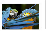 Blue-and-gold Macaws at Zoo Ave Park by Anonymous