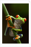 Tree Frog in Costa Rica by Corbis