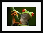 Tree Frog in Costa Rica by Anonymous