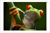 Tree Frog in Costa Rica by Anonymous