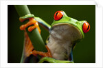 Tree Frog in Costa Rica by Anonymous