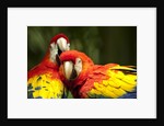 Scarlet Macaws at Zoo Ave Park, Outside San Jose by Anonymous