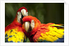 Scarlet Macaws at Zoo Ave Park, Outside San Jose by Anonymous