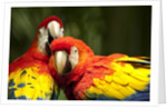 Scarlet Macaws at Zoo Ave Park, Outside San Jose by Anonymous