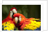 Scarlet Macaws at Zoo Ave Park, Outside San Jose by Anonymous
