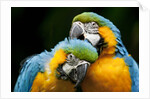 Blue-and-gold Macaws at Zoo Ave Park by Corbis