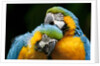 Blue-and-gold Macaws at Zoo Ave Park by Corbis