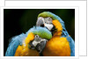 Blue-and-gold Macaws at Zoo Ave Park by Corbis