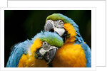 Blue-and-gold Macaws at Zoo Ave Park by Corbis