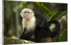 White-Faced Capuchin in a Tree in Manuel Antonio National Park by Anonymous