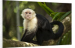 White-Faced Capuchin in a Tree in Manuel Antonio National Park by Anonymous