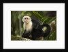 White-Faced Capuchin in a Tree in Manuel Antonio National Park by Anonymous