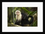 White-Faced Capuchin in a Tree in Manuel Antonio National Park by Anonymous