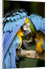 Blue-and-gold Macaws at Zoo Ave Park by Anonymous