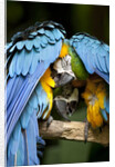 Blue-and-gold Macaws at Zoo Ave Park by Anonymous