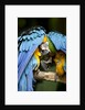 Blue-and-gold Macaws at Zoo Ave Park by Anonymous