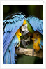 Blue-and-gold Macaws at Zoo Ave Park by Anonymous