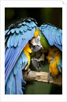 Blue-and-gold Macaws at Zoo Ave Park by Anonymous