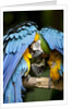 Blue-and-gold Macaws at Zoo Ave Park by Anonymous