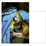 Blue-and-gold Macaws at Zoo Ave Park by Anonymous