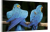 Blue-and-gold Macaws at Zoo Ave Park by Anonymous